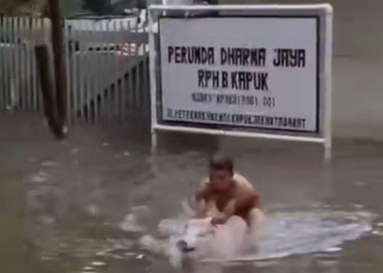 Viral Video Bikin Ngakak Seorang Pria Naik Babi Untuk Terobos Banjir di Cengkareng, Jakbar