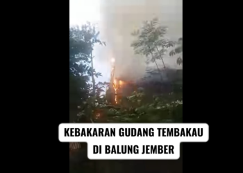 Gudang Tembakau di Balung Kulon Jember Terbakar Habis (Facebook/Anggra Eni)