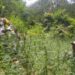 Kronologi Penemuan 59 Titik Ladang Ganja di Taman Nasional Bromo Tengger Semeru (ppid.menlhk.go.id)