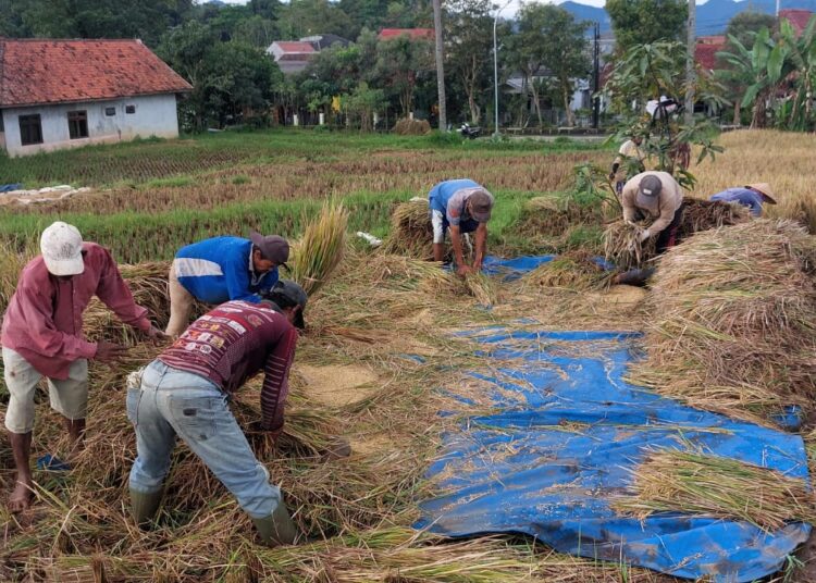 Panen raya padi secara serentak