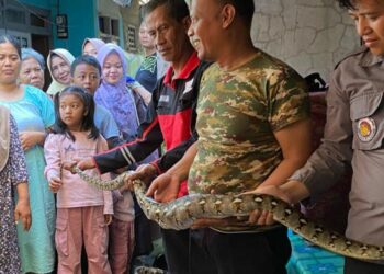 Ular Sanca Kembang Gegerkan Sukabumi, Mangsa Ayam Warga