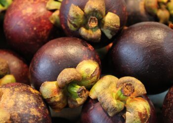 Bisa Cegah Penuaan? Ini Manfaat Buah Manggis buat Kesehatan Tubuh