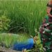 Petani di Bojonegoro Tewas (istimewa)