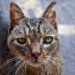 Kucing mati di Malang (Pixabay/aruggeri)