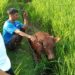 Panik, Sapi Kurban di Cinunuk Ngamuk dan Kabur, Ini Kronologinya