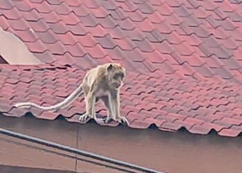 Ada-Ada Saja, 2 Monyet Berkeliaran di Area Perkantoran Pemkab Bandung