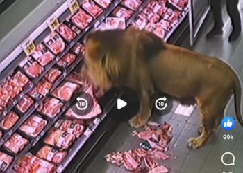 Viral Video: Singa di Afrika Masuk Supermarket dan Mukbang Daging, Raja Afrika Mah Bebas Bos!
