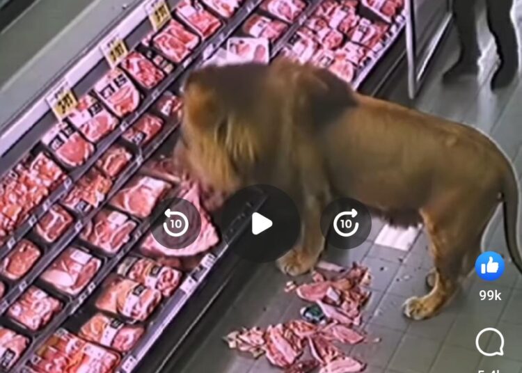 Viral Video: Singa di Afrika Masuk Supermarket dan Mukbang Daging, Raja Afrika Mah Bebas Bos!