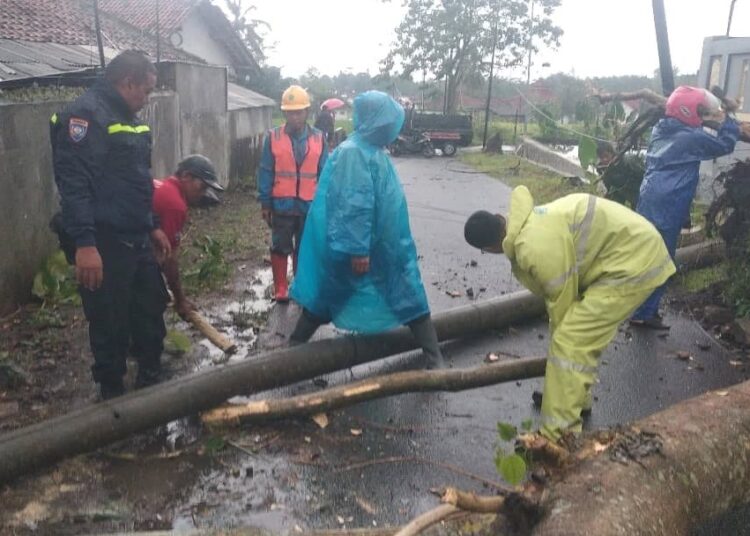 Pohon Tumbang Diterjang Angin Kencang di Desa Sangkanhurip Kuningan