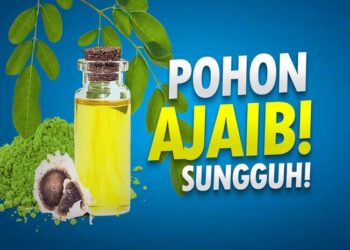 5 Manfaat Daun Kelor, Si ‘Miracle Tree’ yang Wajib Kamu Tahu!