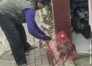 Viral! Kucing Galak di Cimahi Lukai 6 Orang Warga, Akhirnya Diamankan Damkar