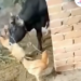 Viral! Ayam Warga Jember Sering Hilang, Ternyata Pelakunya Sapi Peliharaan yang Makan Ayam Hidup