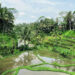 INI 3 Tempat Wisata Hits dan Instagramable di Garut Tahun 2025 yang Wajib Dikunjungi, Ada yang Mirip Bali