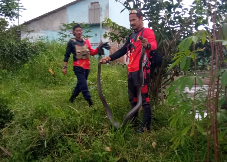 Warga Cipecang Tasikmalaya Digegerkan Temuan Ular King Kobra, Tim Damkar Lakukan Evakuasi