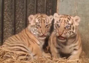 Dua Harimau Benggala Lahir di Bandung Zoo, Cari Orangtua Asuh, Belum Diberi Nama
