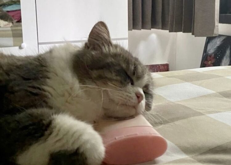 Kenapa Banyak Gen Z Lebih Pilih Pelihara Kucing daripada Pacaran?