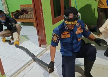 Heboh! Ular King Kobra Masuk Rumah di Keramat Wangi Kuningan