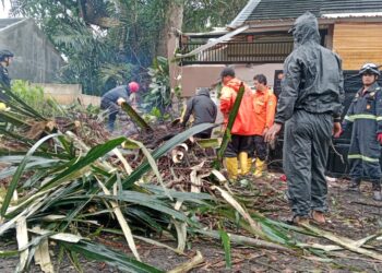 Pohon Tumbang Diterjang Angin Kencang Menimpa Rumah di Kramatmulya Kuningan