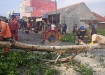 Angin Puting Beliung Terjang Ciawigebang Kuningan, 10 Pohon Mangga Tumbang