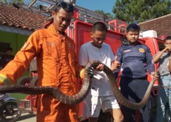 Ular King Kobra Sepanjang 6 Meter Takluk Ditangan Tim Damkar Kabupaten Tasikmalaya