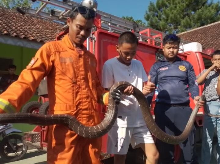 Ular King Kobra Sepanjang 6 Meter Takluk Ditangan Tim Damkar Kabupaten Tasikmalaya