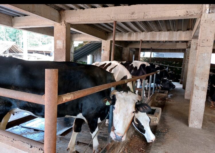 Limbah Kotoran Sapi Resahkan Warga Cigugur Kuningan