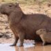 Kenali Hewan Pengerat Terbesar di Dunia yang Jinak dan Unik, Namanya Capybara