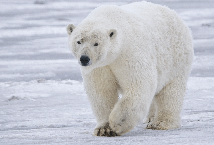 Mengapa Beruang Kutub Menguliti Mangsanya? Ini Alasannya