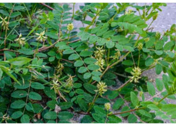 Ini Manfaat Astragalus untuk Imunitas, Energi dan Kesehatan Jantung