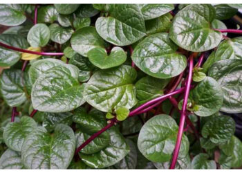 Tips Aman Mengonsumsi Daun Binahong dan Potensi Risikonya