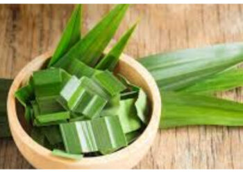 Di Balik Aroma Wangi Daun Pandan, Terselip Khasiat Ajaib Kesehatan