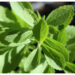 Stevia, Pemanis Alami yang Aman untuk Penderita Diabetes