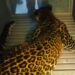 Macan Tutul Kabur Masih Dicari, Lembang Park & Zoo Ditutup Sementara