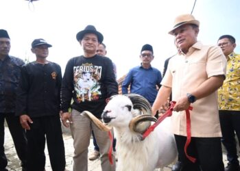 Domba Garut Terios 77 Dari Kuningan Optimis Juara di Piala Presiden