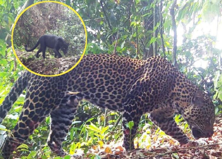 19 Macan Tutul, Macan Kumbang dan 2 Anak Macan Terekam Kamera di Kawasan Pegunungan Sanggabuana