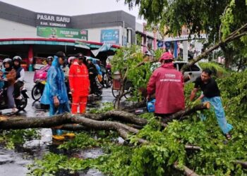 Puluhan Pohon Tumbang Diamuk Angin Puting Beliung di Kuningan