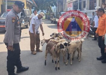 Pemkab Kuningan Berikan Bantuan 95 Kambing Bagi Peternak di Kecamatan Hantara yang Rawan Serangan Macan Tutul