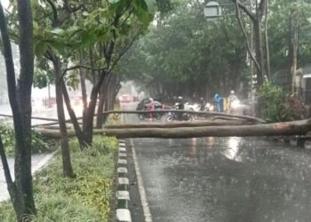 Hujan Disertai Angin Kencang, Pohon Tumbang Tutupi Badan Jalan Surapati Bandung