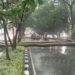 Hujan Disertai Angin Kencang, Pohon Tumbang Tutupi Badan Jalan Surapati Bandung