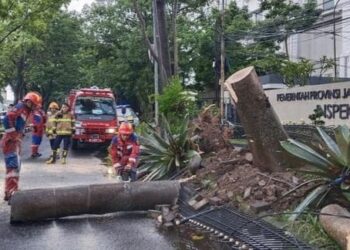 Hujan Disertai Angin Kencang, Pohon Tumbang Tutupi Badan Jalan Surapati Bandung