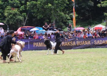 Adu Seni Ketangkasan Domba Garut Meningkatkan Nilai Jual