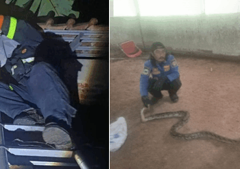 3 Rumah Jadi Sasaran “OTT” dan Seekor Ular Sanca Batik Berukuran 3 Meter Dievakuasi