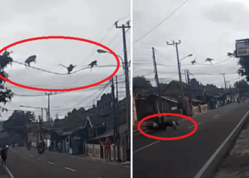 Nyebrang Melalui Kabel dan Jalan Raya, Rombongan 8 Ekor Monyet  Kagetkan Warga Soreang