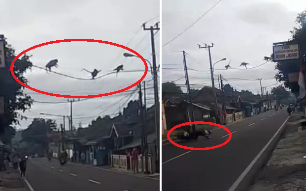 Nyebrang Melalui Kabel dan Jalan Raya, Rombongan 8 Ekor Monyet Kagetkan Warga Soreang