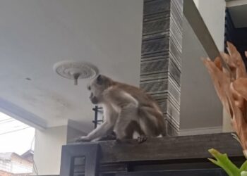 Ada-Ada Saja, Seekor Monyet Ekor Panjang Berloncatan di Komplek GBM 21 Cinunuk