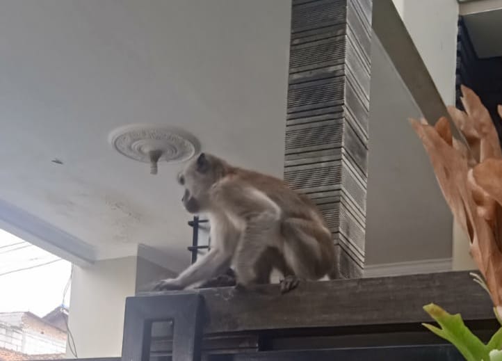 Ada-Ada Saja, Seekor Monyet Ekor Panjang Berloncatan di Komplek GBM 21 Cinunuk