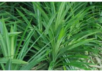 Herbal Alami Penurun Gula dan Tekanan Darah, Ini Manfaat Daun Pandan