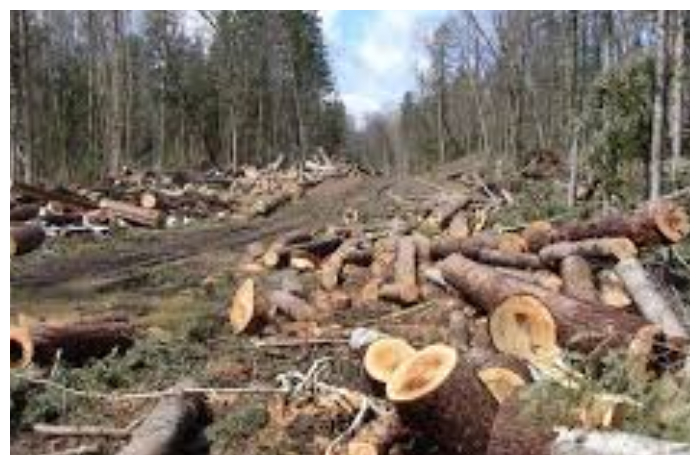 Kerusakan Lingkungan Picu Bencana, DPR Minta Pemerintah Tinjau Kembali Izin Hutan