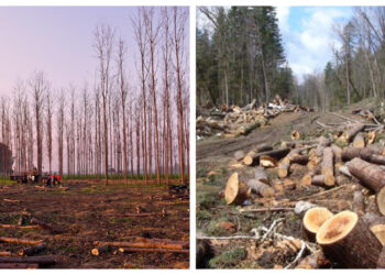 Soal Banjir dan Longsor, DPR Minta Presiden Tegas Berantas Illegal Logging