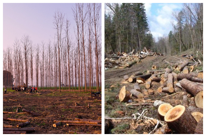 Soal Banjir dan Longsor, DPR Minta Presiden Tegas Berantas Illegal Logging